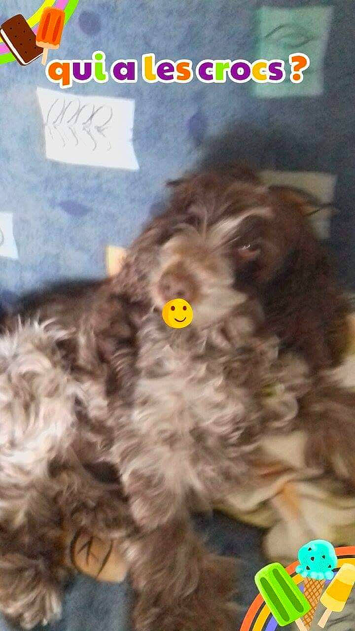 Dagobert