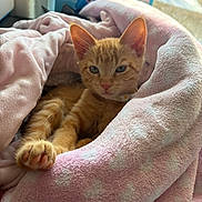 Mango is registered to the contest to win money with this photo: kitten, cat, ginger_cat, orange_tabby, blanket, pink_blanket, paw, ears, eyes, fur, collar, cozy, cute, indoor, window, sunlight, bed, soft_texture, box, cartoon_dory