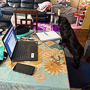 Zara is registered to the contest to win money with this photo: black_cat, blanket, cat, cat_tree, chair, chair_cushion, couch, lamp, laptop, living_room, notebook, pen, pencil_case, phone, rug, sofa, table, tablecloth, toy, workspace