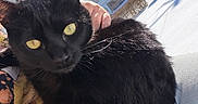 Zara is registered to the contest to win money with this photo: animal, black_cat, cat, closeup, cozy, fur, house, lap, outdoor, person_hand, pet, porch, portrait, residence, shadow, snow, sunlight, whiskers, winter, yellow_eyes