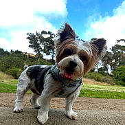 Pixie is registered to the contest to win money with this photo: dog, small_dog, pet, outdoor, nature, grass, sky, clouds, harness, cute, happy, tongue_out, ears, fur, walking_path, trees, daylight, playful, animal, park