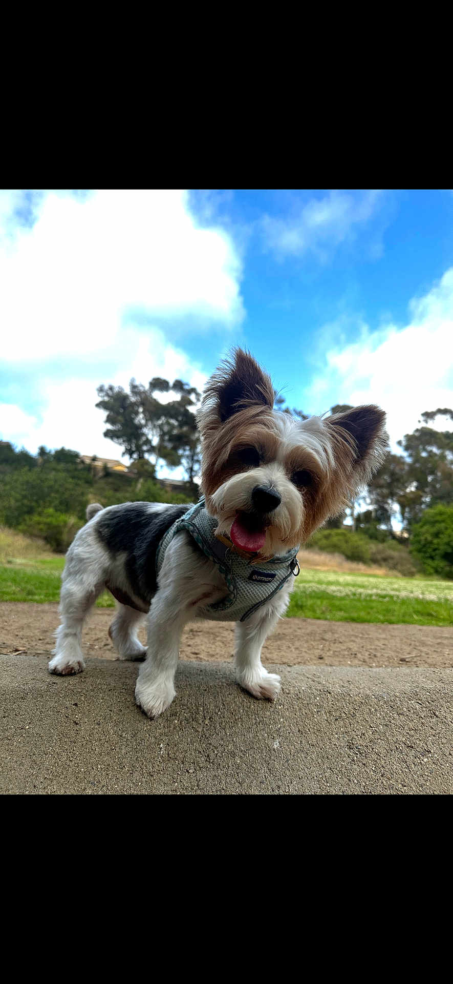 Pixie