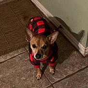 Cinco is registered to the contest to win money with this photo: dog, pet, indoor, tile_floor, sweater, red, black, checkered, small_dog, ears, curious, looking_up, doormat, green_wall, shadow, paw, animal, companion, cozy, home