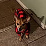 dog, pet, indoor, tile_floor, sweater, red, black, checkered, small_dog, ears, curious, looking_up, doormat, green_wall, shadow, paw, animal, companion, cozy, home