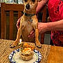 Cinco is registered to the contest to win money with this photo: dog, birthday_cake, cupcake, candle, number_3, person, hand, table, chair, placemat, collar, dog_tag, indoor, celebration, food, kitchen, decor, wood, embroidery, pet