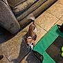 Cinco joined the competition — help win amazing prizes! dog, small_dog, brown_and_white, pet_bed, green, couch, indoor, tile_floor, looking_up, tail_wagging, ears_up, shadow, home, cute, animal, companion, domestic, floor_tiles, furniture, playful