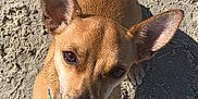 Cinco joined the competition — help win amazing prizes! dog, small_dog, brown_dog, sandy_ground, outdoor, pet, canine, ears, shadow, sunlight, looking_up, collar, animal, cute, companion, fur, paw, daylight, nature, close_up