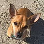 dog, small_dog, brown_dog, sandy_ground, outdoor, pet, canine, ears, shadow, sunlight, looking_up, collar, animal, cute, companion, fur, paw, daylight, nature, close_up
