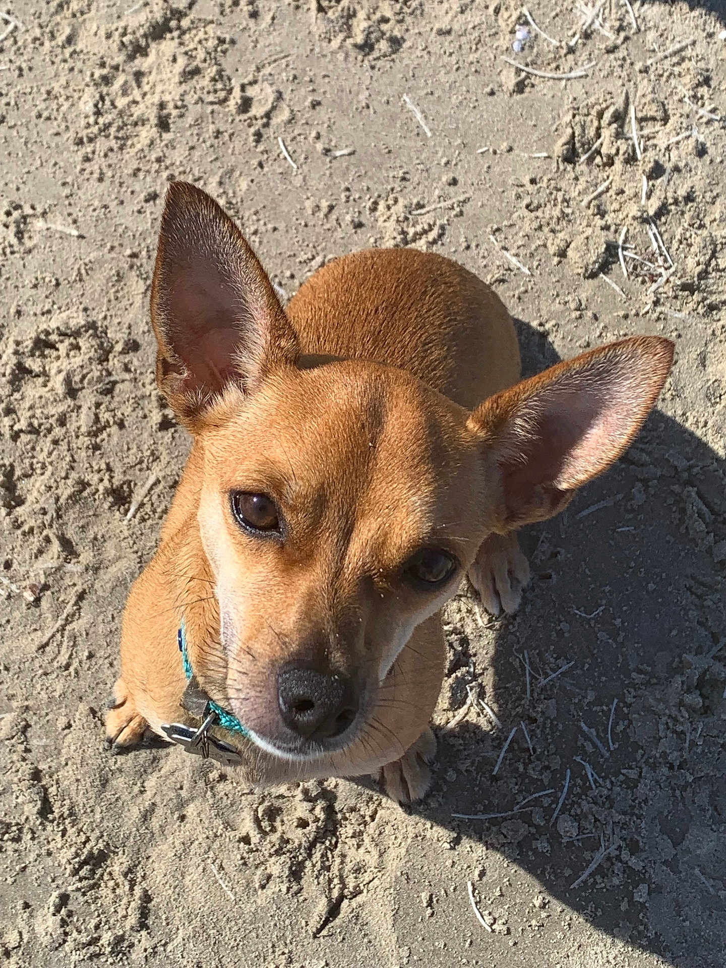 Cinco joined the competition — help win amazing prizes! dog, small_dog, brown_dog, sandy_ground, outdoor, pet, canine, ears, shadow, sunlight, looking_up, collar, animal, cute, companion, fur, paw, daylight, nature, close_up