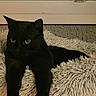 black_cat, cat, pet, animal, feline, indoor, fluffy_bed, cozy, relaxed, night, window, home, paws, fur, cute, resting, domestic_cat, mammal, looking, sleep_area