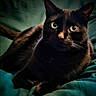 Simba a rejoint le concours — aidez-le/la à gagner de superbes lots ! cat, black_cat, pet, animal, feline, green_eyes, fur, whiskers, bed, blanket, indoor, resting, cute, looking, closeup, portrait, domestic_cat, cozy, soft, relaxed