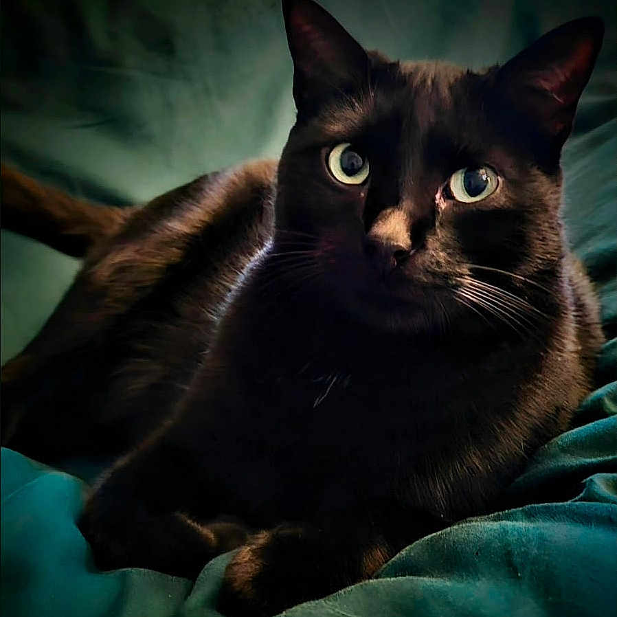 Simba