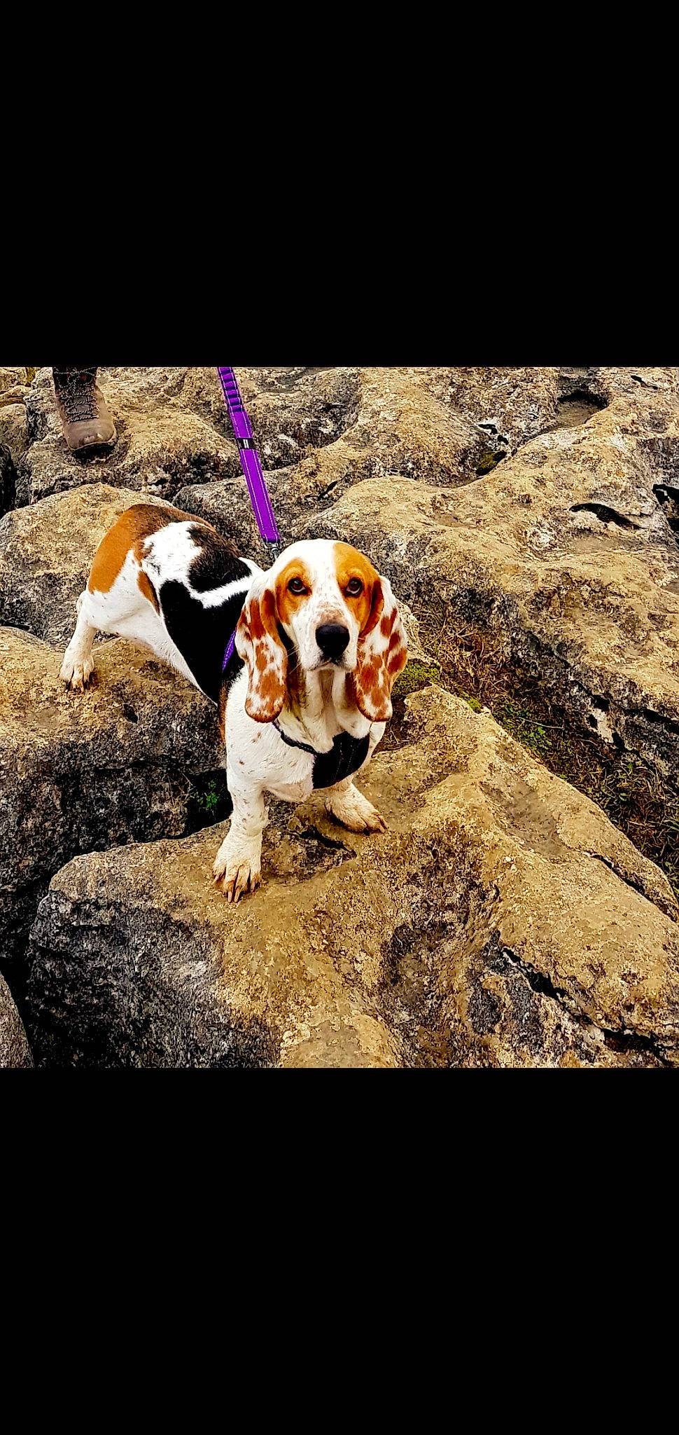 Merry is registered to the contest to win money with this photo: artois_hound, basset_artesien_normand, basset_hound, beagle, canidae, carnivore, companion_dog, coonhound, dog, dog_breed, hound, leash, mammal, pocket_beagle, rare_breed_dog, scent_hound, schweizer_laufhund, snout, sporting_group, vertebrate