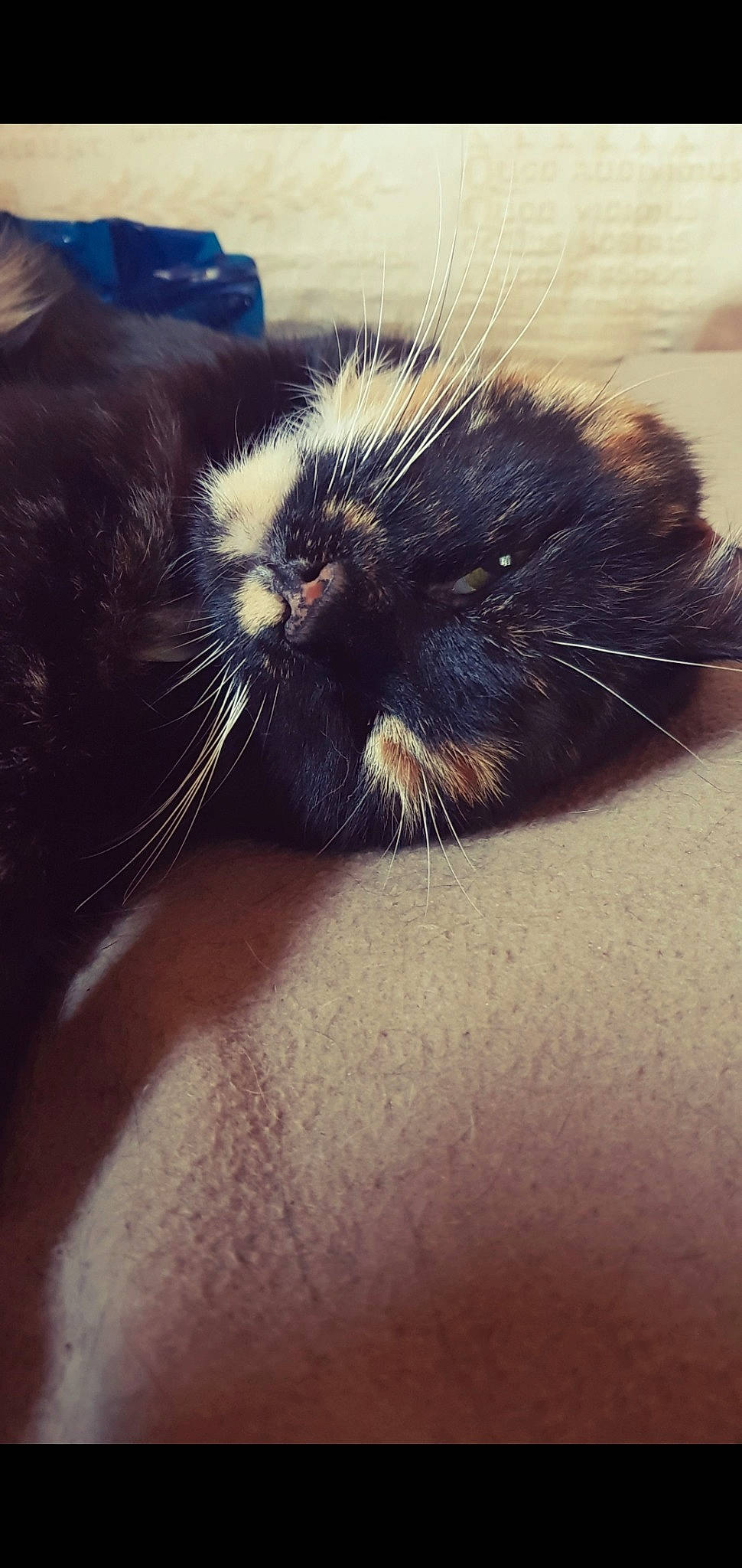 Lulu joined the competition — help win amazing prizes! black_cat, carnivore, cat, felidae, fur, small_to_medium_sized_cats, snout, tail, whiskers