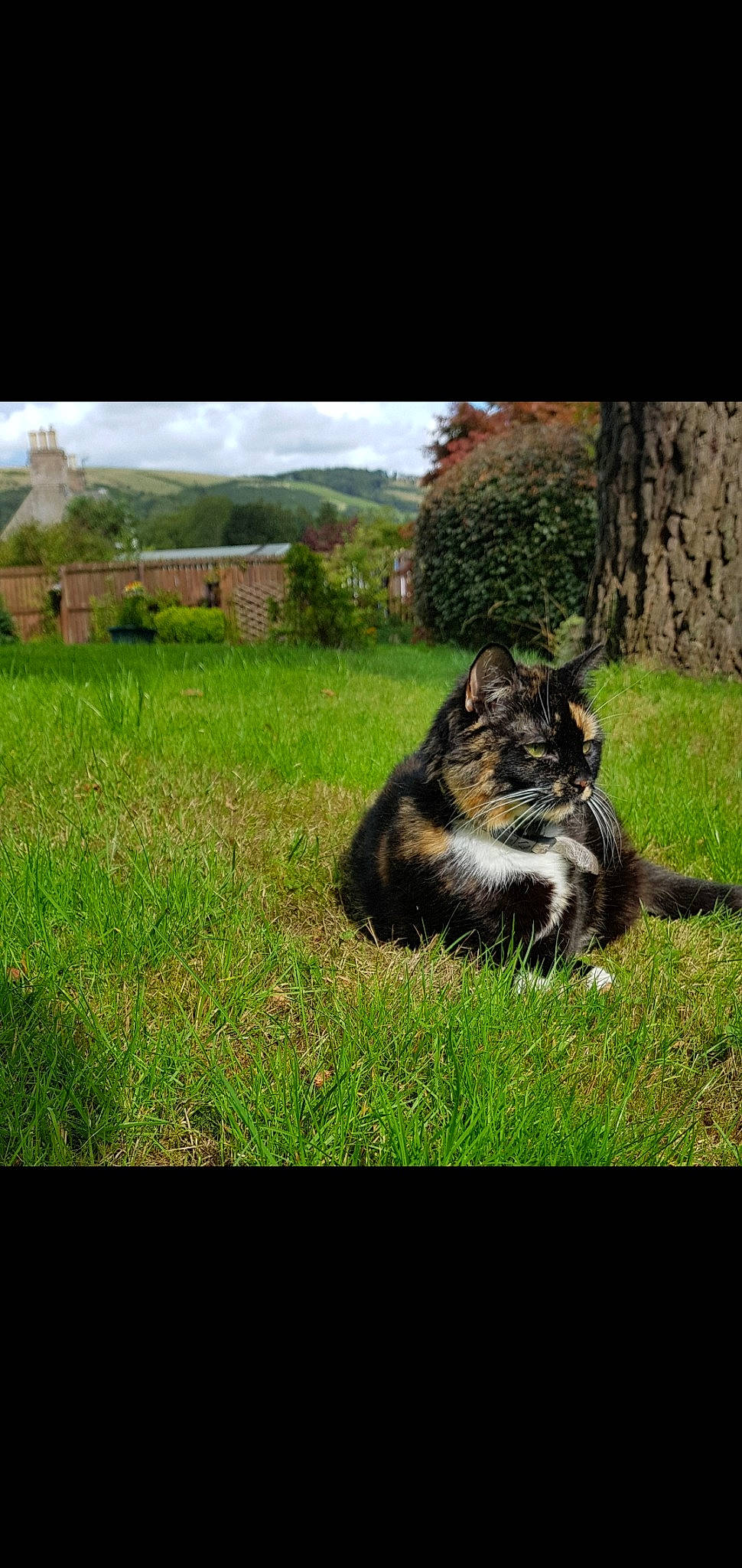 Lulu joined the competition — help win amazing prizes! carnivore, cat, domestic_short_haired_cat, felidae, grass, lawn, maine_coon, plant, sky, small_to_medium_sized_cats, tail, tree, whiskers, wild_cat, wilderness, wildlife