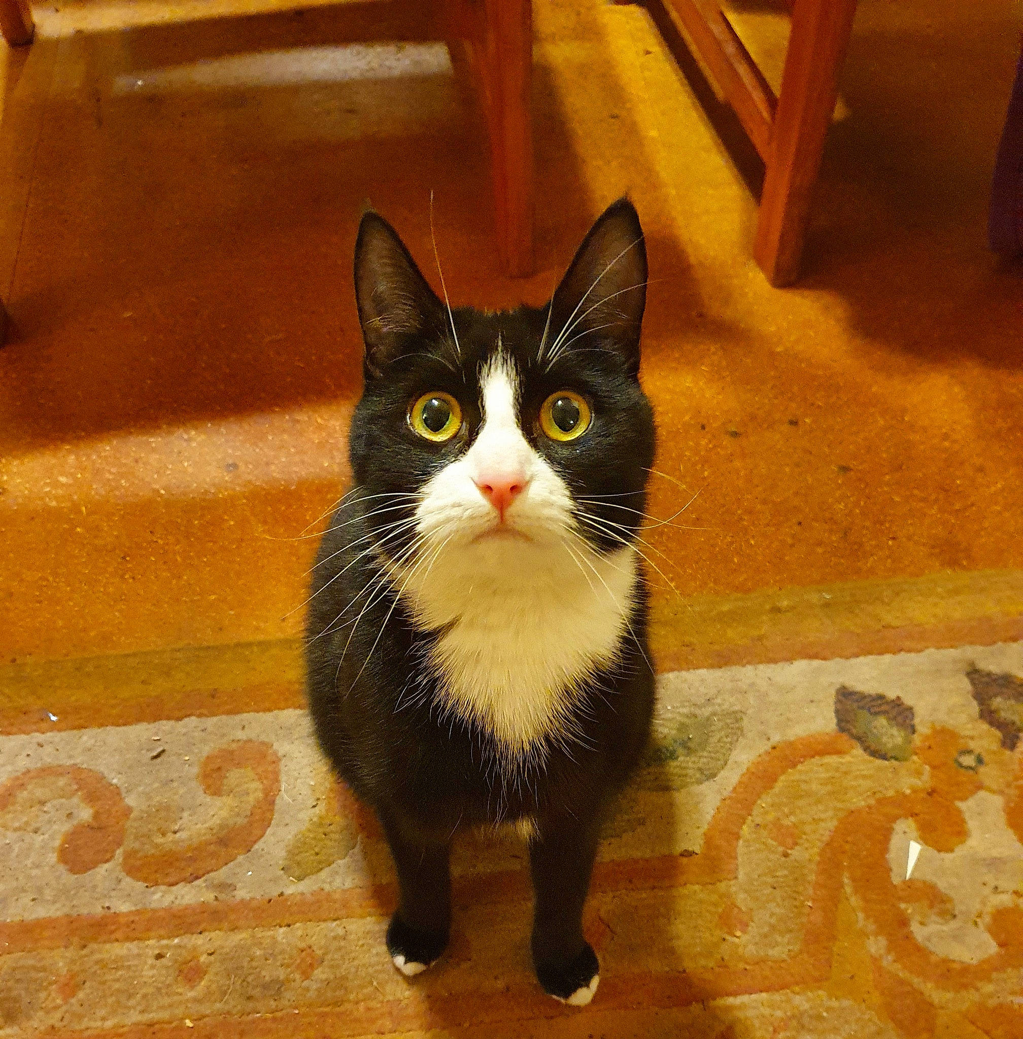 Tesla is registered to the contest to win money with this photo: aegean_cat, american_wirehair, asian, black_cat, carnivore, cat, domestic_short_haired_cat, european_shorthair, eye, felidae, mammal, polydactyl_cat, small_to_medium_sized_cats, snout, whiskers, wood