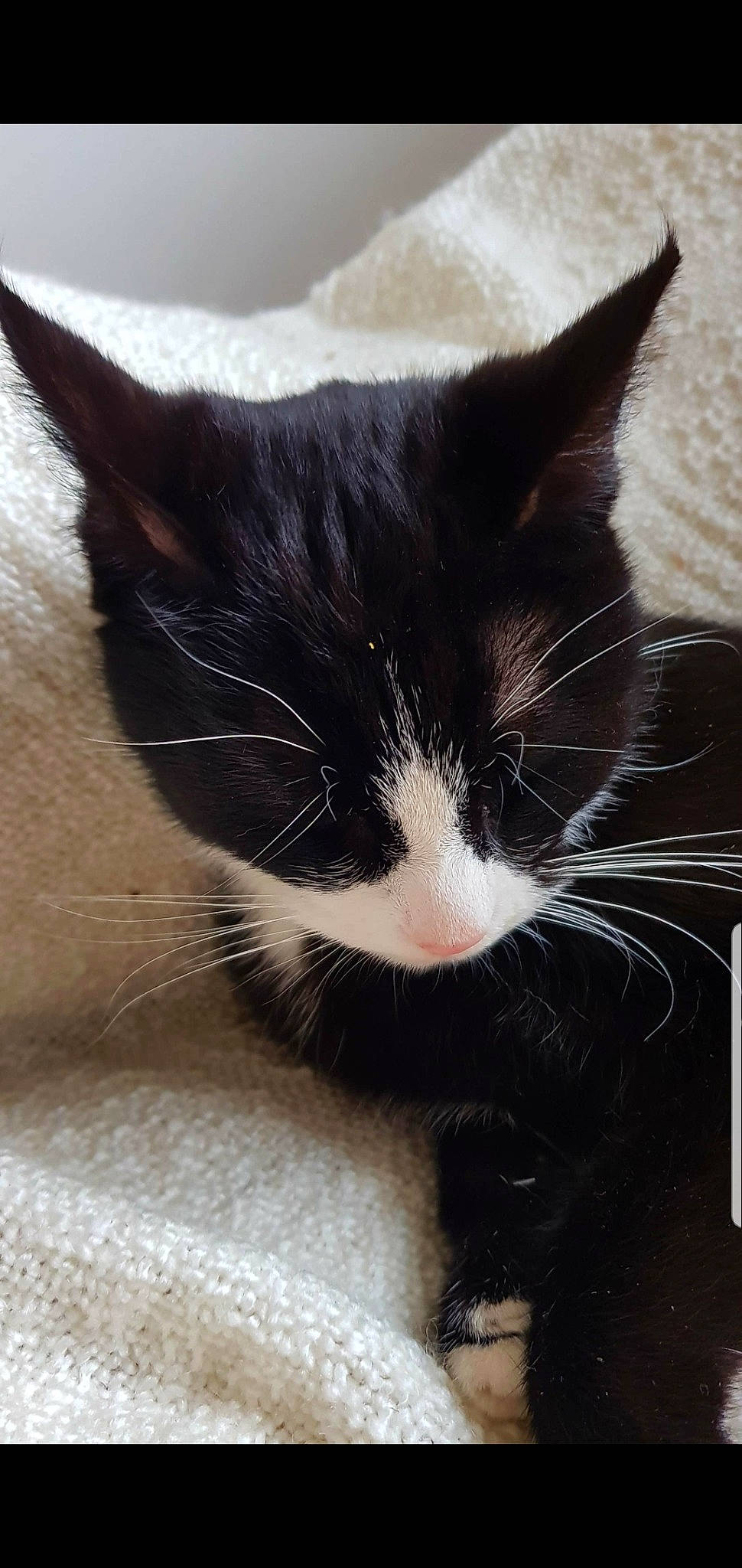 Tesla is registered to the contest to win money with this photo: black_and_white, black_cat, carnivore, cat, domestic_short_haired_cat, ear, felidae, fur, kitten, mammal, nose, small_to_medium_sized_cats, snout, whiskers