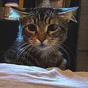 Sally is registered to the contest to win money with this photo: cat, tabby, whiskers, ears, close_up, animal, pet, feline, curious, indoor, cloth, white, dark_background, portrait, face, fur, eyes, domestic_animal, mammal, looking