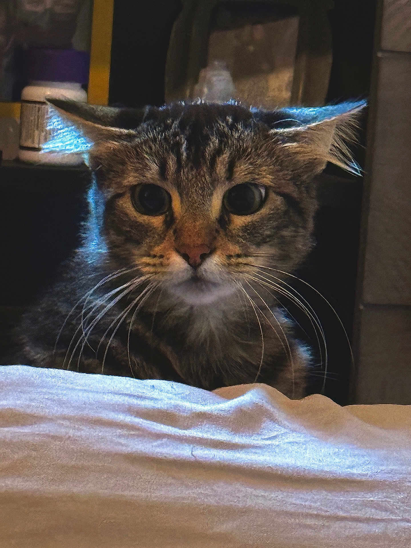 Sally is registered to the contest to win money with this photo: cat, tabby, whiskers, ears, close_up, animal, pet, feline, curious, indoor, cloth, white, dark_background, portrait, face, fur, eyes, domestic_animal, mammal, looking