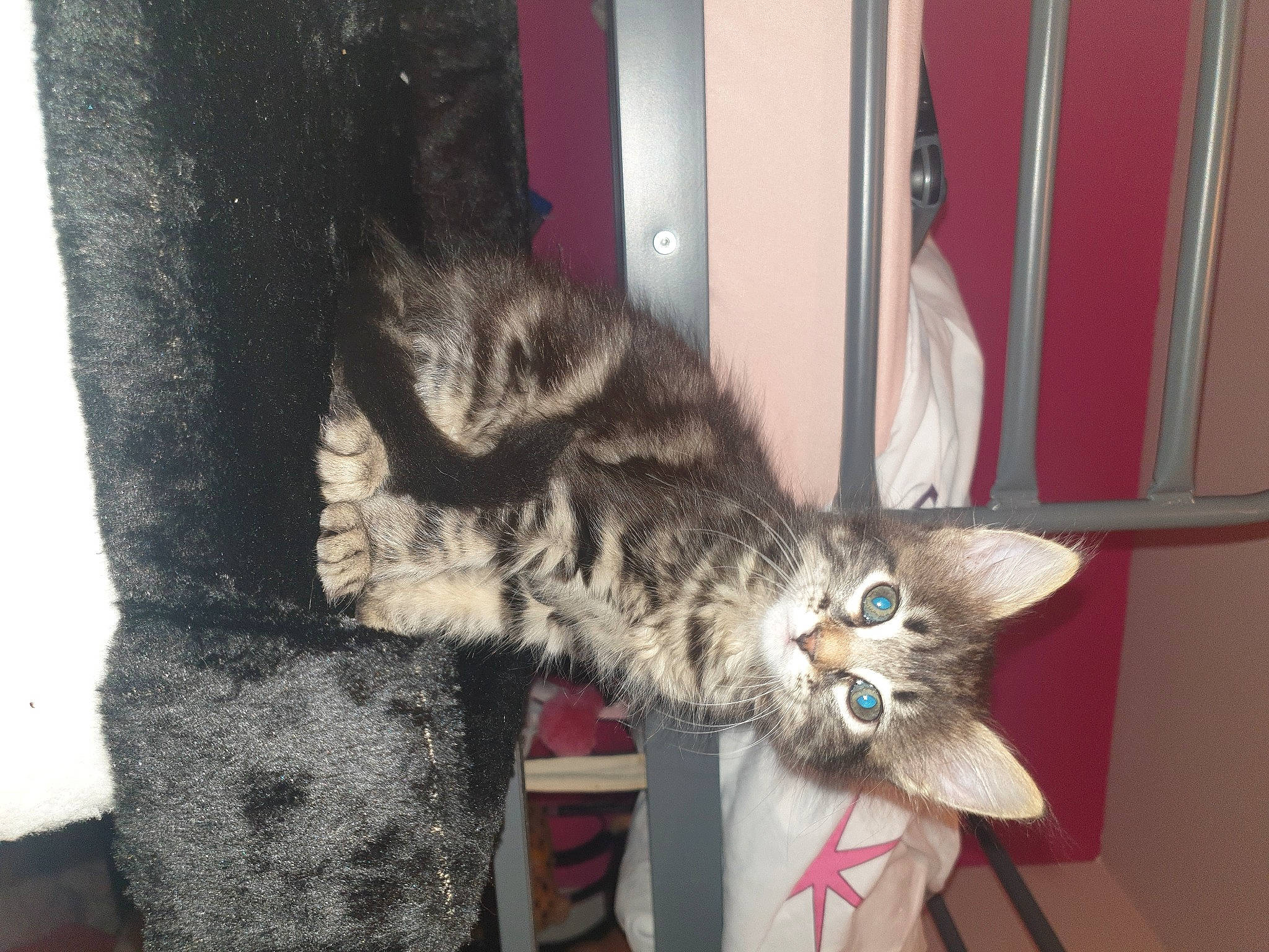 Mia a rejoint le concours — aidez-le/la à gagner de superbes lots ! carnivore, cat, claw, comfort, domestic_short_haired_cat, felidae, fur, grey, paw, small_to_medium_sized_cats, snout, tail, whiskers