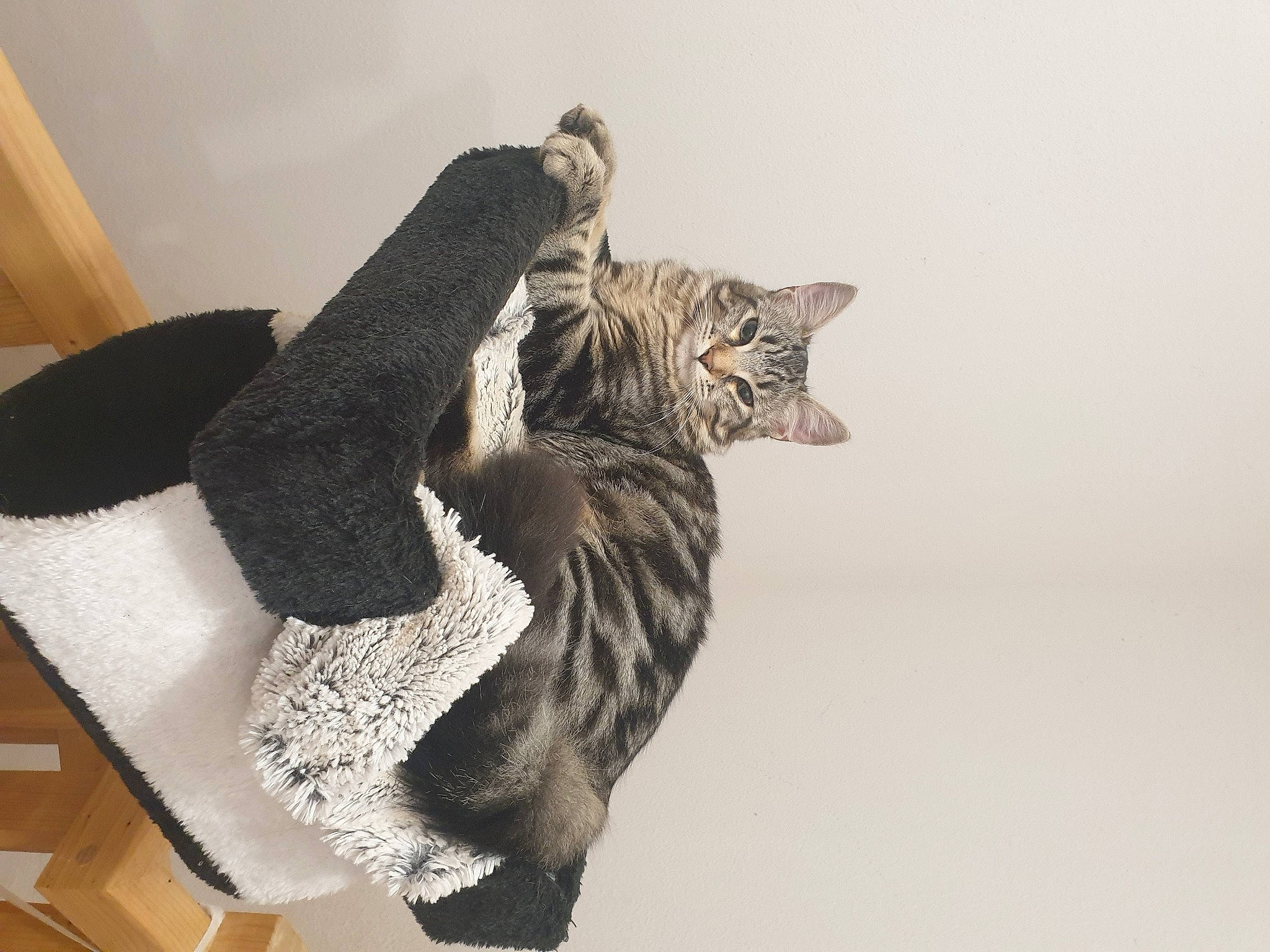 Mia participe au concours pour gagner de l'argent avec cette photo : carnivore, cat, cat_bed, comfort, domestic_short_haired_cat, felidae, fur, grey, linens, mammal, monochrome, room, small_to_medium_sized_cats, tail, thread, vertebrate, whiskers, wood, wool, woolen