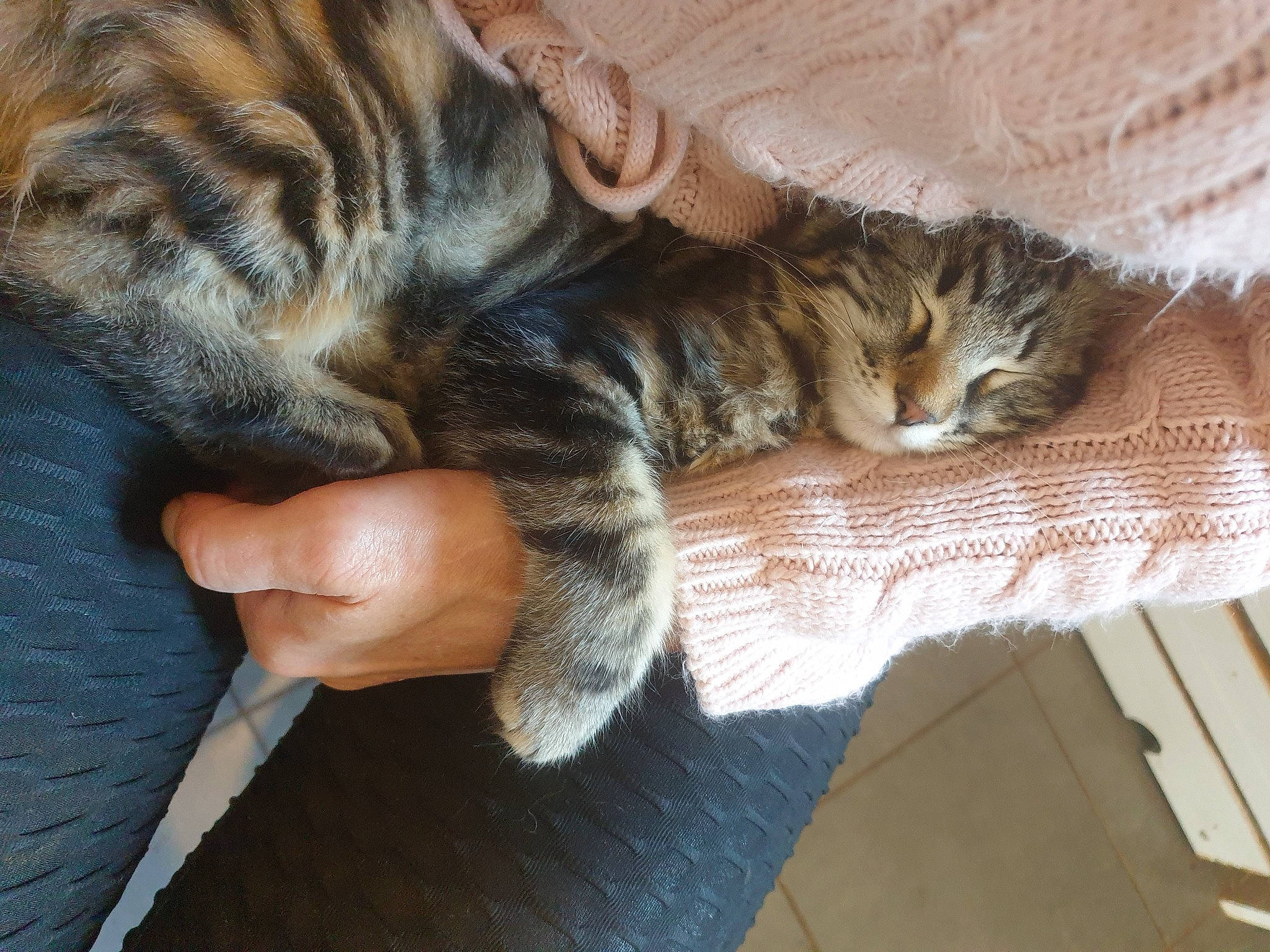 Mia participe au concours pour gagner de l'argent avec cette photo : carnivore, cat, claw, comfort, domestic_short_haired_cat, eye, fawn, felidae, foot, fur, nail, nap, paw, small_to_medium_sized_cats, snout, tail, terrestrial_animal, toe, whiskers, wood