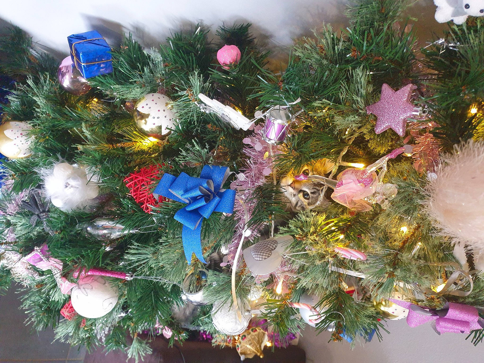 Mia participe au concours pour gagner de l'argent avec cette photo : branch, christmas, christmas_decoration, christmas_ornament, christmas_tree, conifer, creative_arts, electric_blue, event, evergreen, holiday, holiday_ornament, larch, light, ornament, plant, shortstraw_pine, tradition, tree, twig