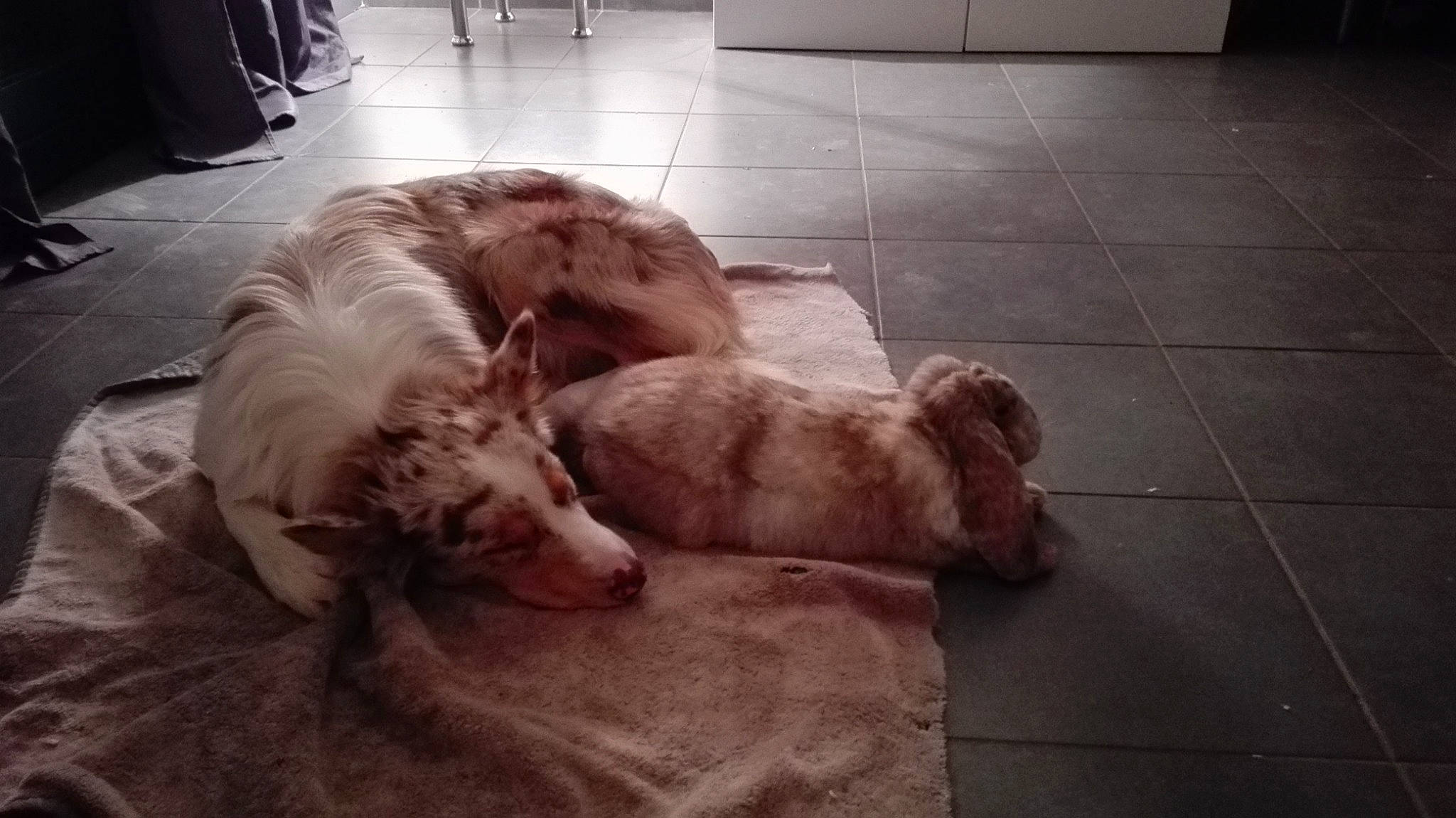 Népal participe au concours pour gagner de l'argent avec cette photo : borzoi, carnivore, comfort, companion_dog, dog, dog_breed, fawn, felidae, floor, flooring, fur, liver, paw, retriever, silken_windhound, spaniel, tile_flooring, toy, wood, working_animal