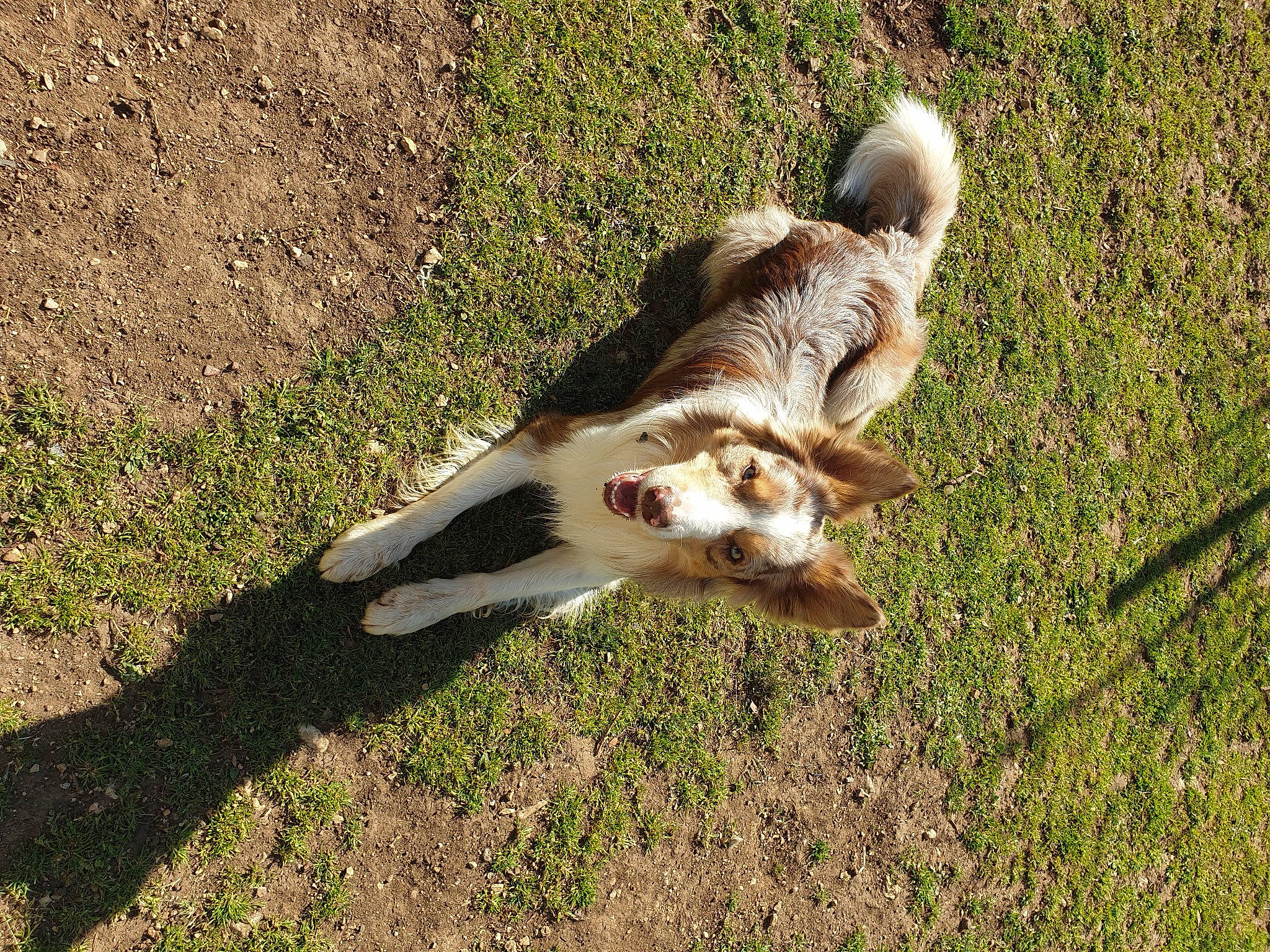 Népal a rejoint le concours — aidez-le/la à gagner de superbes lots ! canidae, carnivore, companion_dog, dog, dog_breed, fawn, grass, grass_family, grassland, groundcover, pasture, paw, shadow, soil, sporting_group, tail, terrestrial_animal, working_animal, working_dog