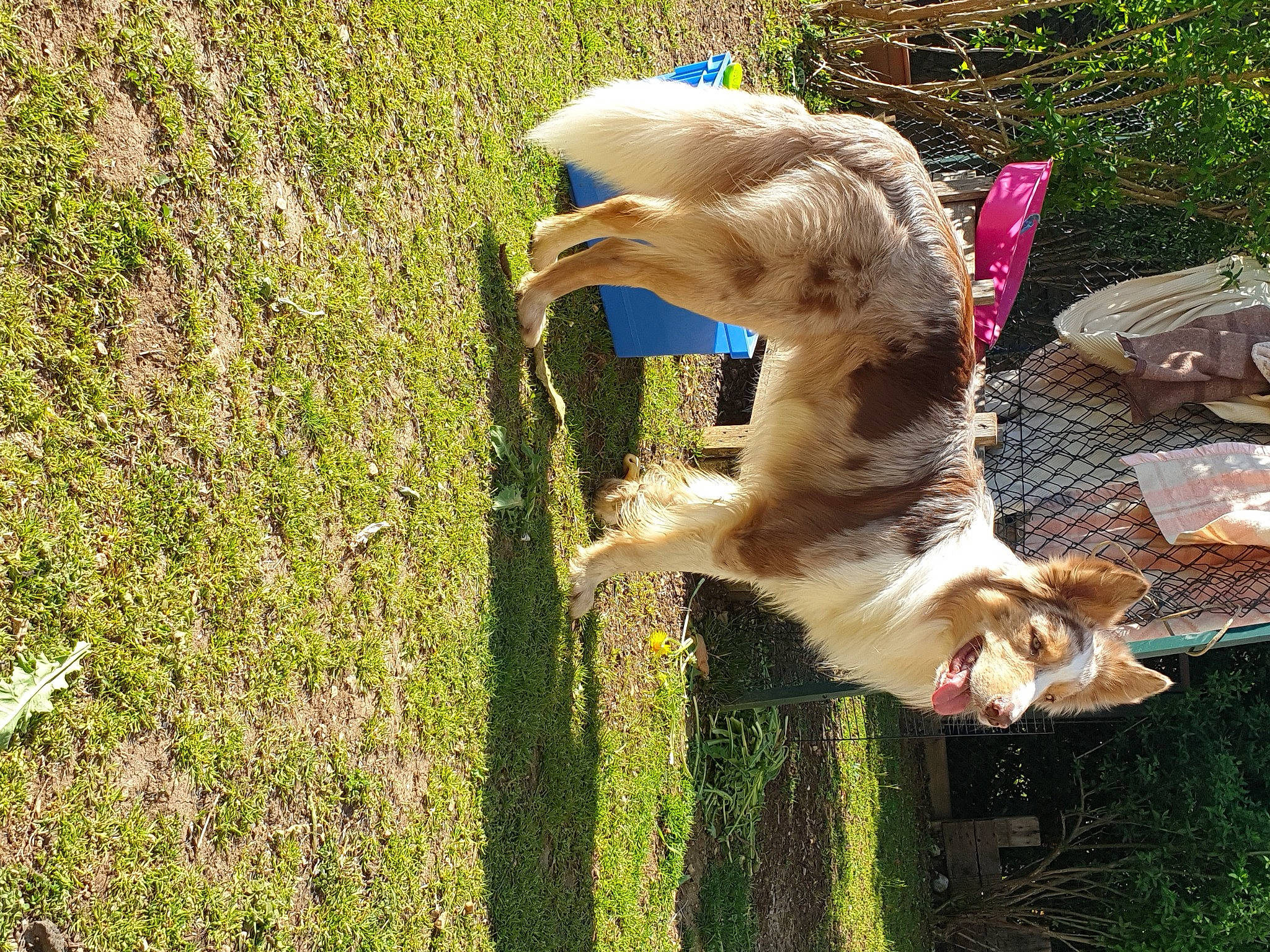 Népal participe au concours pour gagner de l'argent avec cette photo : beak, bird, canidae, carnivore, companion_dog, dog, dog_breed, fawn, feather, grass, grass_family, groundcover, pasture, people_in_nature, plant, sporting_group, tail, tree, wildlife, wing