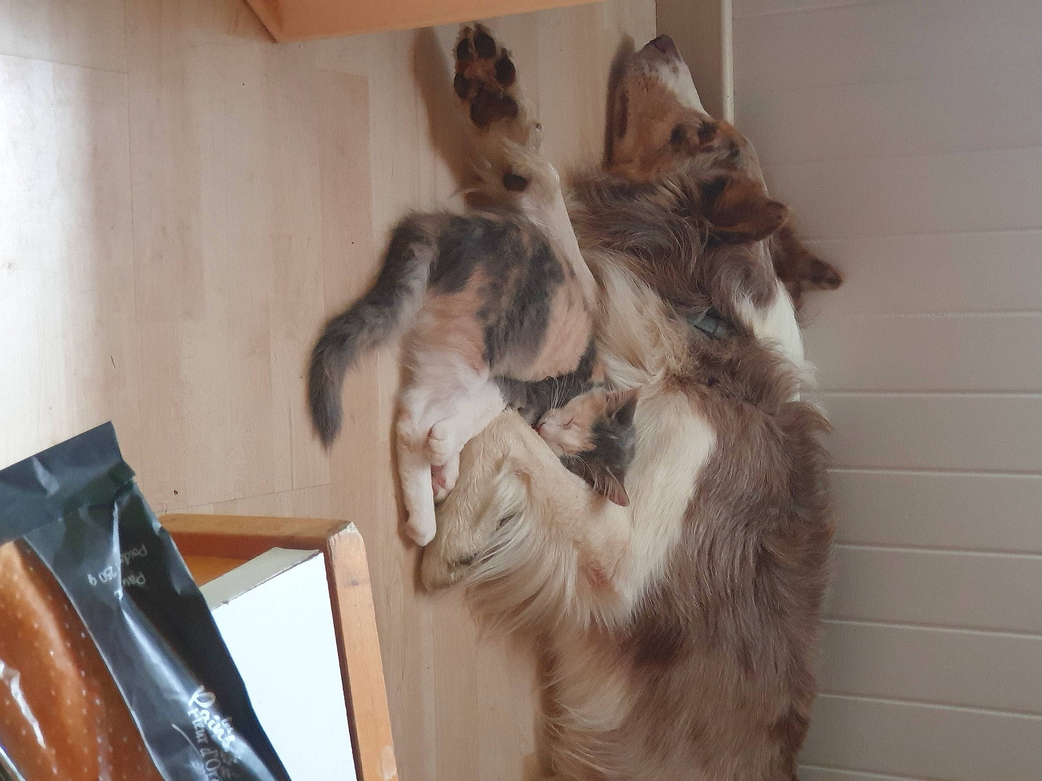 Népal participe au concours pour gagner de l'argent avec cette photo : canidae, carnivore, claw, companion_dog, computer, dog_breed, domestic_short_haired_cat, ear, fawn, felidae, fur, gesture, paw, personal_computer, small_to_medium_sized_cats, snout, sporting_group, tail, vertebrate, whiskers