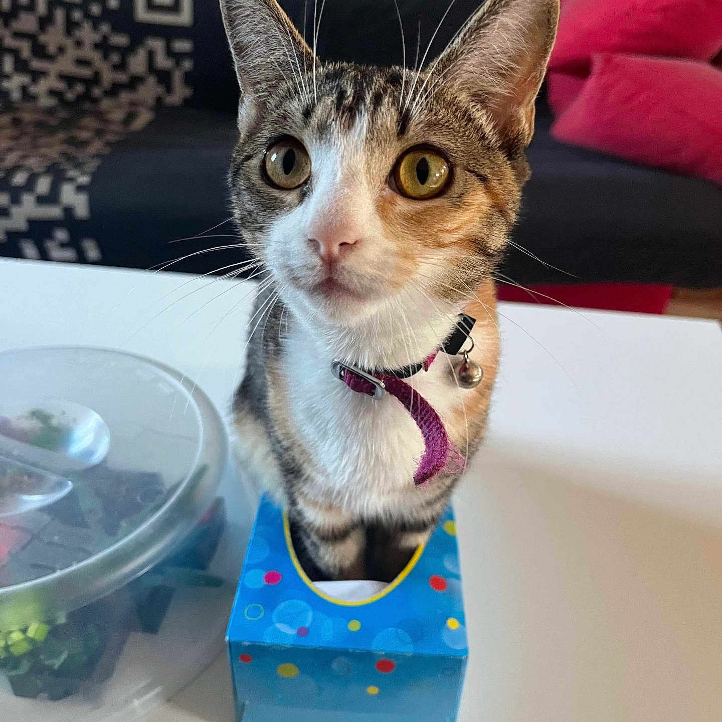 Zelda participe au concours pour gagner de l'argent avec cette photo : abyssinian, angora, animal, art, box, cat, couch, document, egyptiancat, furniture, indoors, interiordesign, kitten, manx, pet, porcelain, pottery, receipt, table, text