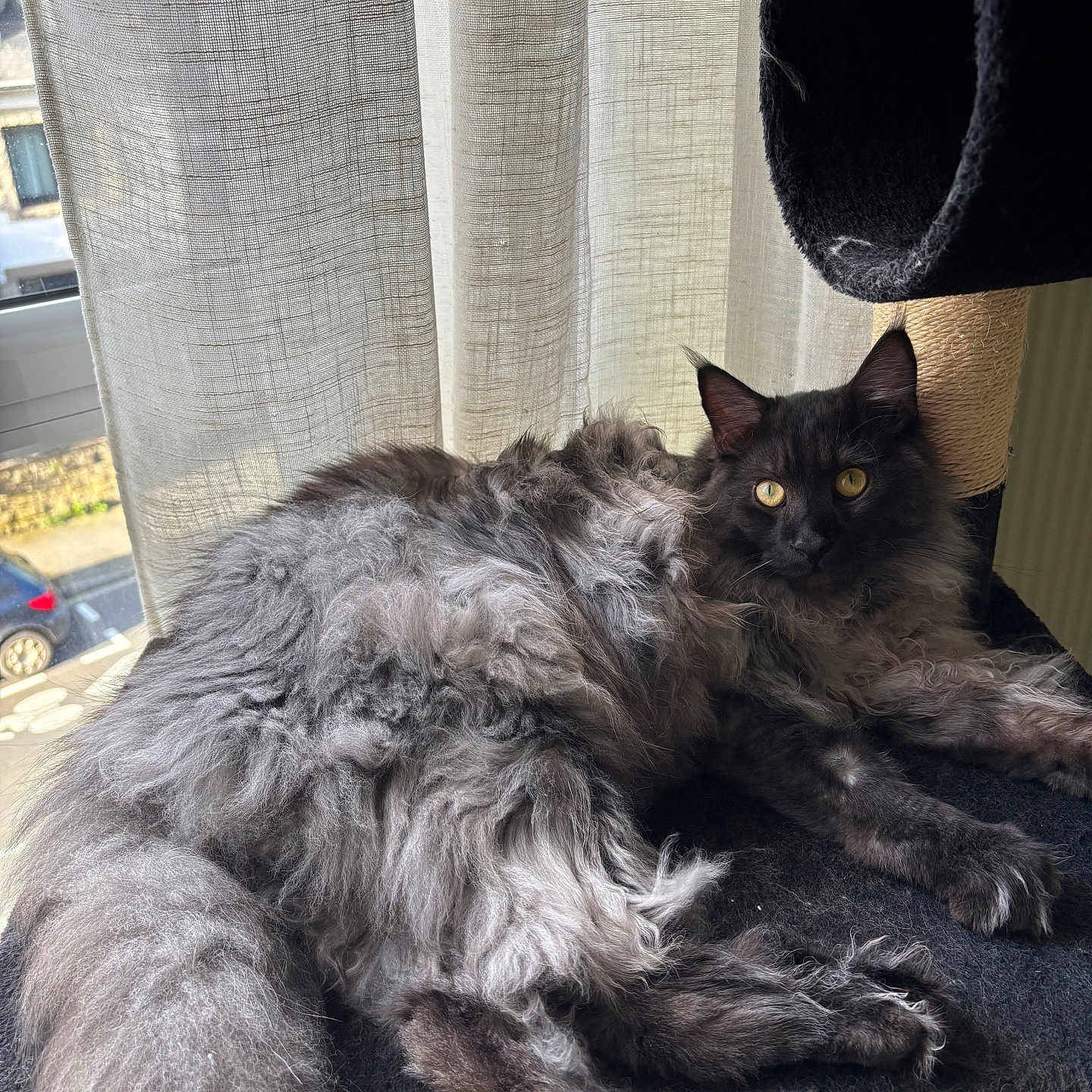 Willow participe au concours pour gagner de l'argent avec cette photo : angora, animal, armchair, blackcat, car, cat, chair, clothing, couch, furniture, hat, homedecor, kitten, machine, manx, pet, sunhat, transportation, vehicle, wheel