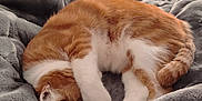 Chamallow participe au concours pour gagner de l'argent avec cette photo : cat, orange_cat, white_cat, sleeping, curled_up, paw, bed, blanket, cozy, indoor, feline, fur, resting, cute, domestic_cat, pet, soft_texture, relaxation, warm, comfort