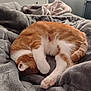 cat, orange_cat, white_cat, sleeping, curled_up, paw, bed, blanket, cozy, indoor, feline, fur, resting, cute, domestic_cat, pet, soft_texture, relaxation, warm, comfort