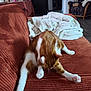 Chamallow participe au concours pour gagner de l'argent avec cette photo : cat, ginger_cat, white_cat, pet, feline, couch, corduroy, blanket, indoor, living_room, furniture, stretching, grooming, paw, relaxing, cozy, home, domestic_animal, orange, white