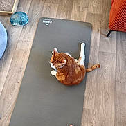Chamallow a rejoint le concours — aidez-le/la à gagner de superbes lots ! cat, orange_cat, exercise_mat, wood_floor, suitcase, pet_toy, orange_chair, bare_feet, toenails, indoor, home, flooring, relaxation, pet, domestic_animal, furniture, cozy, casual, resting, quiet