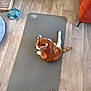 cat, orange_cat, exercise_mat, wood_floor, suitcase, pet_toy, orange_chair, bare_feet, toenails, indoor, home, flooring, relaxation, pet, domestic_animal, furniture, cozy, casual, resting, quiet