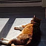 Chamallow a rejoint le concours — aidez-le/la à gagner de superbes lots ! cat, ginger_cat, white_cat, sunlight, shadow, floor, relaxed, resting, indoor, pet, animal, sleeping, feline, cute, cozy, laying_down, calm, sunbeam, domestic_cat, quiet