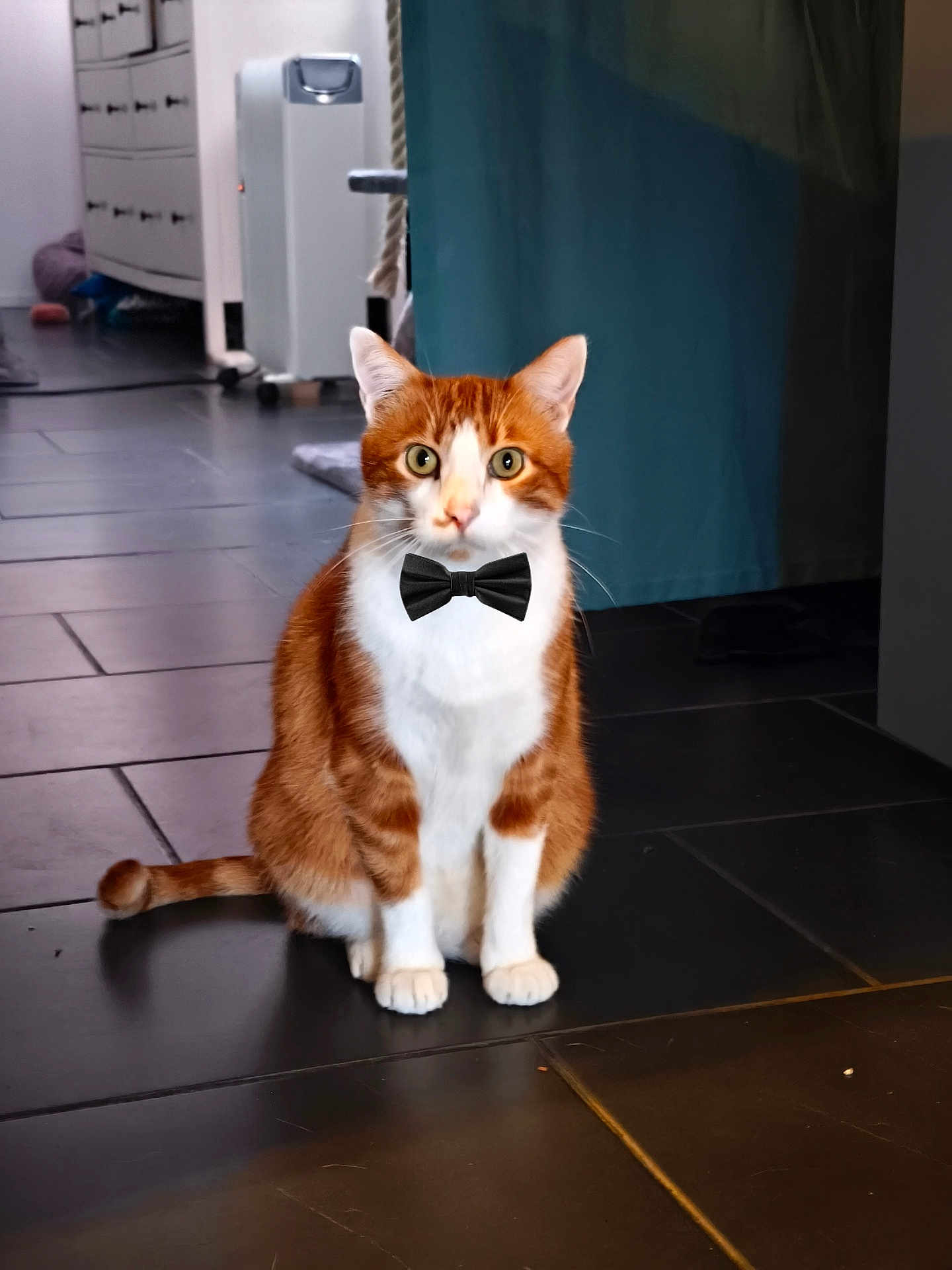 Chamallow a rejoint le concours — aidez-le/la à gagner de superbes lots ! cat, orange_cat, white_cat, bow_tie, pet, indoor, floor, tile_floor, furniture, curtain, animal, cute, sitting, looking, domestic_cat, whiskers, ears, eyes, tail, mammal