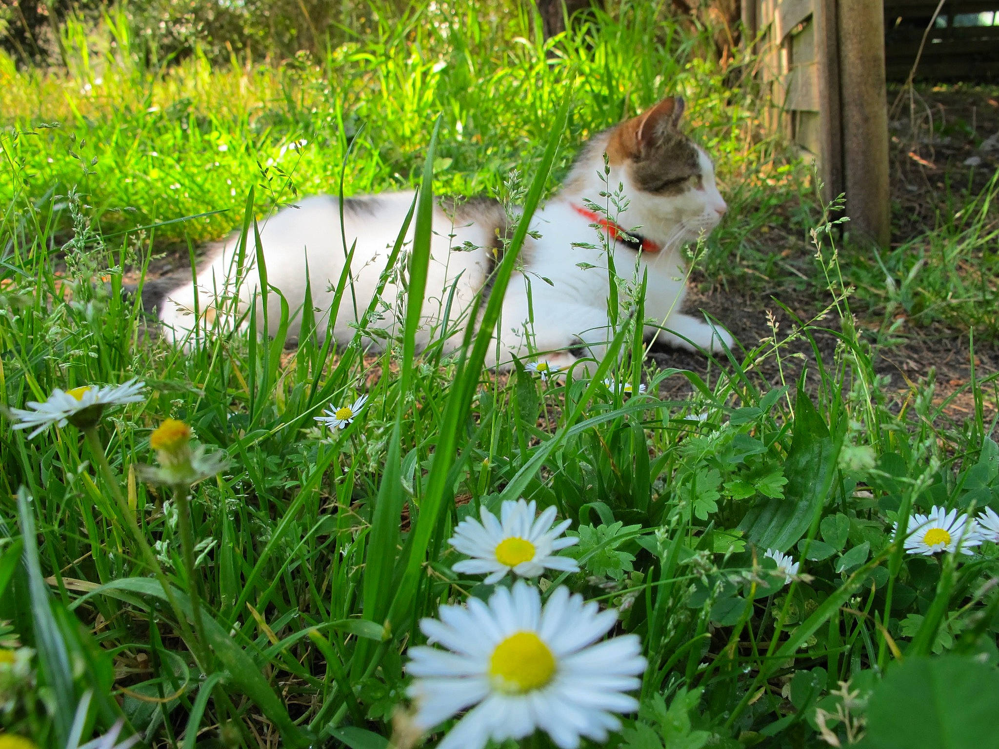 Mikette a rejoint le concours — aidez-le/la à gagner de superbes lots ! carnivore, cat, chamaemelum_nobile, chamomile, daisy, daisy_family, felidae, flower, grass, grass_family, green, herbaceous_plant, lawn, meadow, oxeye_daisy, plant, small_to_medium_sized_cats, spring, wildflower