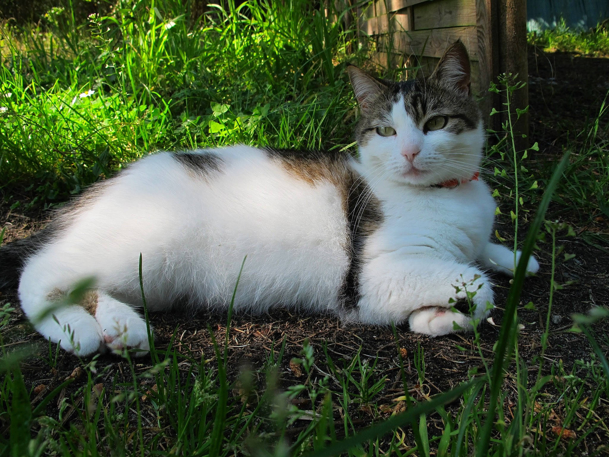 Mikette a rejoint le concours — aidez-le/la à gagner de superbes lots ! aegean_cat, american_wirehair, carnivore, cat, domestic_short_haired_cat, european_shorthair, felidae, fur, grass, mammal, plant, polydactyl_cat, small_to_medium_sized_cats, snout, tail, tree, turkish_angora, turkish_van, whiskers, wild_cat