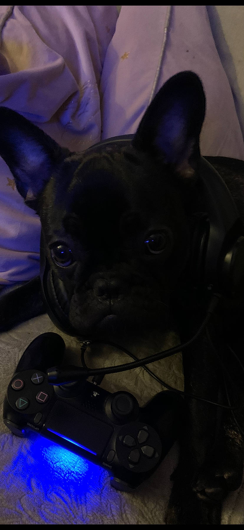 Daisy-mae is registered to the contest to win money with this photo: canidae, carnivore, collar, companion_dog, dog, dog_breed, electric_blue, formosan_mountain_dog, gadget, game_controller, input_device, non_sporting_group, purple, snout, toy_dog, vertebrate, video_game_console, violet, whiskers, working_animal