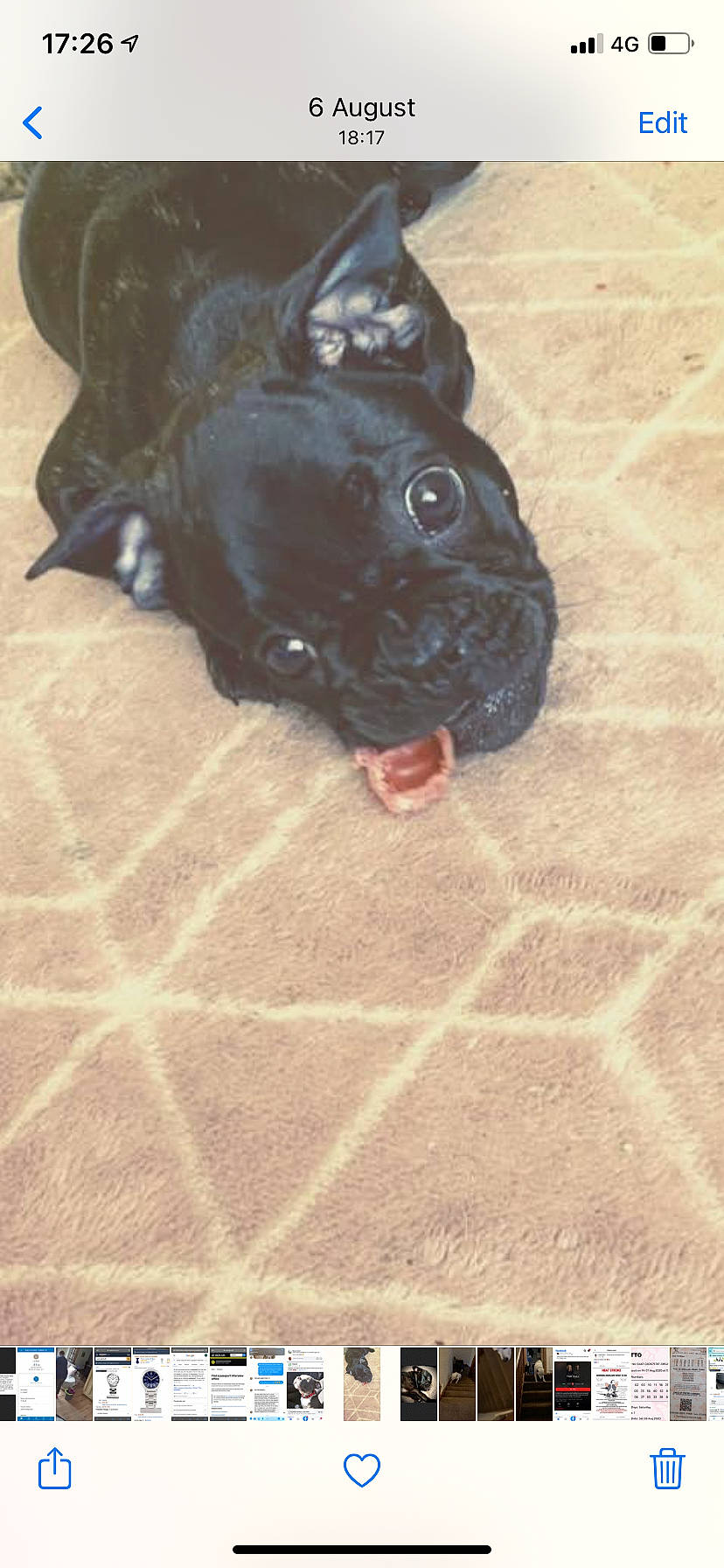 Daisy-mae joined the competition — help win amazing prizes! black, canidae, carnivore, companion_dog, dog, dog_breed, floor, flooring, mammal, mesh, non_sporting_group, pug, snout, terrestrial_animal, tile, tongue, toy_dog, vertebrate, whiskers, working_animal