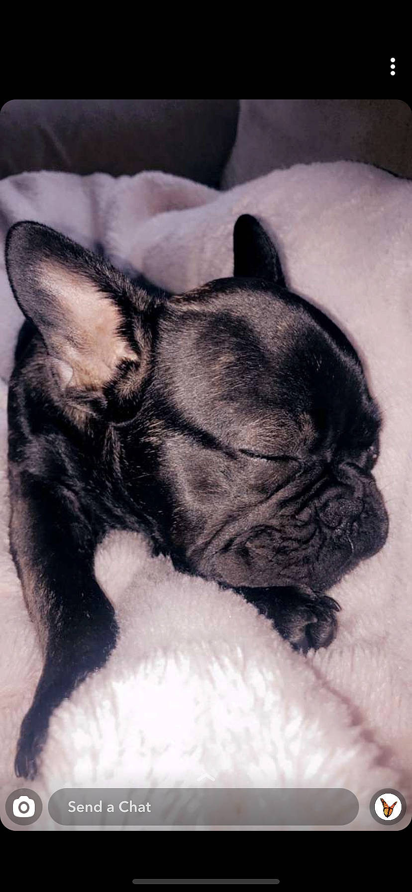 Daisy-mae is registered to the contest to win money with this photo: black, canidae, carnivore, companion_dog, dog, dog_breed, fawn, mammal, non_sporting_group, organ, pug, puppy, skin, snout, terrestrial_animal, toy_dog, vertebrate, whiskers, working_animal, wrinkle