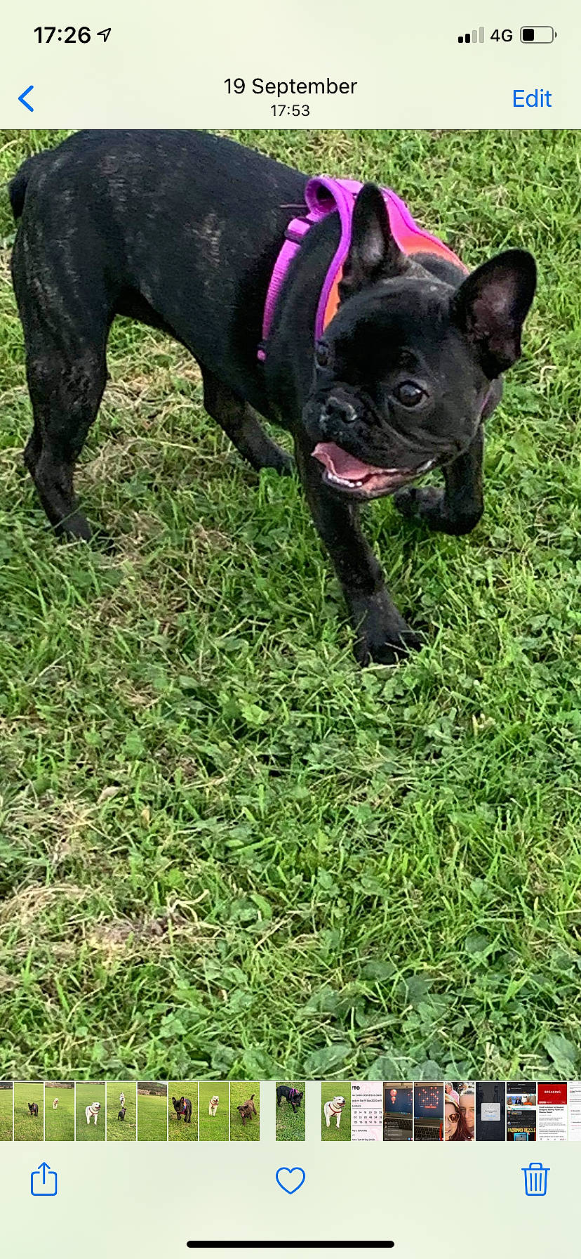 Daisy-mae joined the competition — help win amazing prizes! bulldog, canidae, carnivore, collar, companion_dog, dog, dog_breed, dog_collar, fawn, french_bulldog, grass, groundcover, mammal, non_sporting_group, snout, sporting_group, terrestrial_animal, toy_dog, vertebrate, working_animal