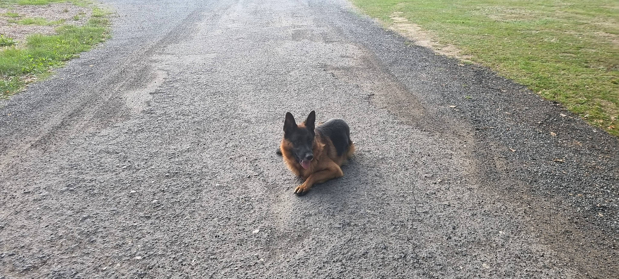Obi One participe au concours pour gagner de l'argent avec cette photo : asphalt, canidae, carnivore, companion_dog, dog, dog_breed, fawn, fur, grass, herding_dog, old_german_shepherd_dog, paw, road, road_surface, shadow, snout, soil, sporting_group, tail, tar