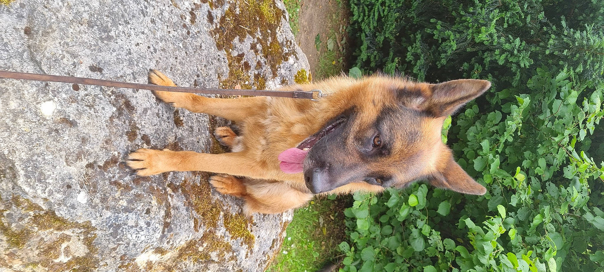 Obi One participe au concours pour gagner de l'argent avec cette photo : belgian_shepherd_malinois, biting, canidae, canis, carnivore, dog, dog_breed, east_european_shepherd, fawn, fur, german_shepherd_dog, herding_dog, old_german_shepherd_dog, plant, snout, sporting_group, terrestrial_animal, water, working_animal, working_dog