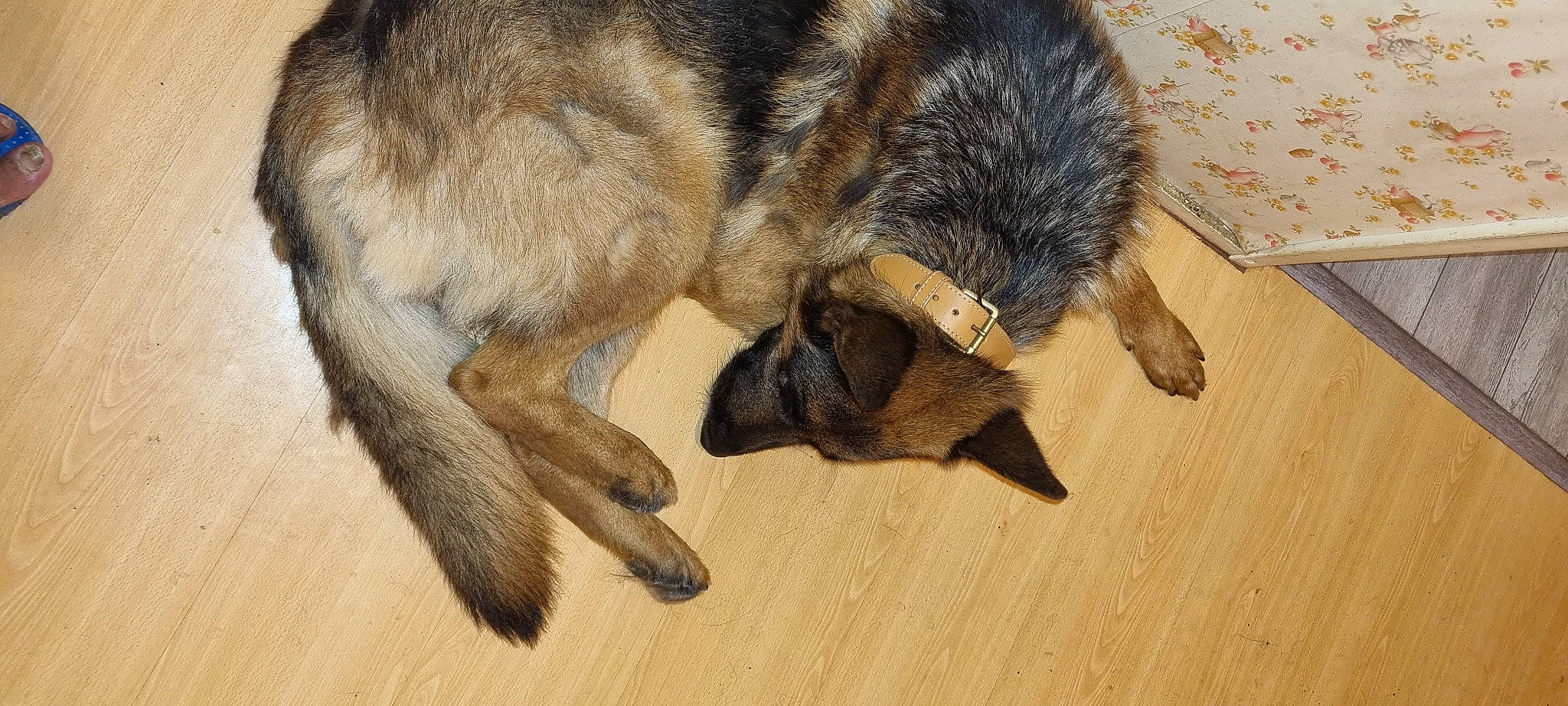 Obi One participe au concours pour gagner de l'argent avec cette photo : canidae, carnivore, claw, dog, dog_breed, fawn, flooring, fur, german_shepherd_dog, hardwood, herding_dog, king_shepherd, old_german_shepherd_dog, paw, snout, sporting_group, tail, terrestrial_animal, wildlife, wood