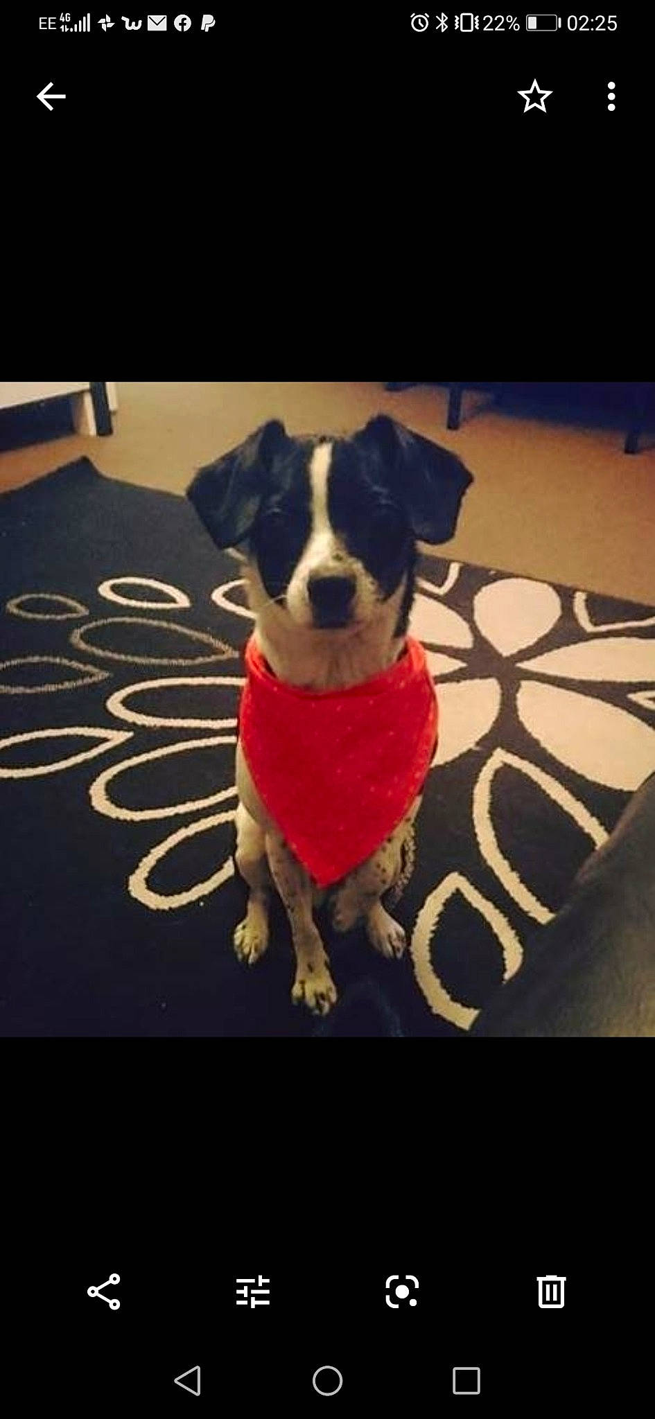 Buster is registered to the contest to win money with this photo: boston_terrier, canidae, carnivore, companion_dog, dog, dog_breed, jack_russell_terrier, mammal, pit_bull, puppy, puppy_love, rat_terrier, sporting_group, vertebrate